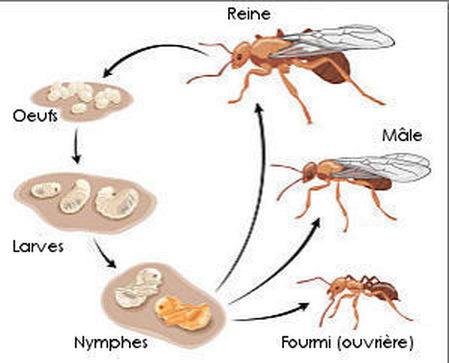 Comment vivent les fourmis ? Quelle organisation dans la fourmilière ?