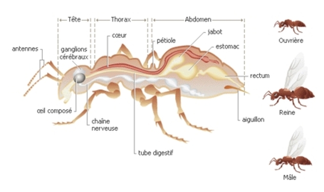L'anatomie de la fourmi - Communication des fourmis